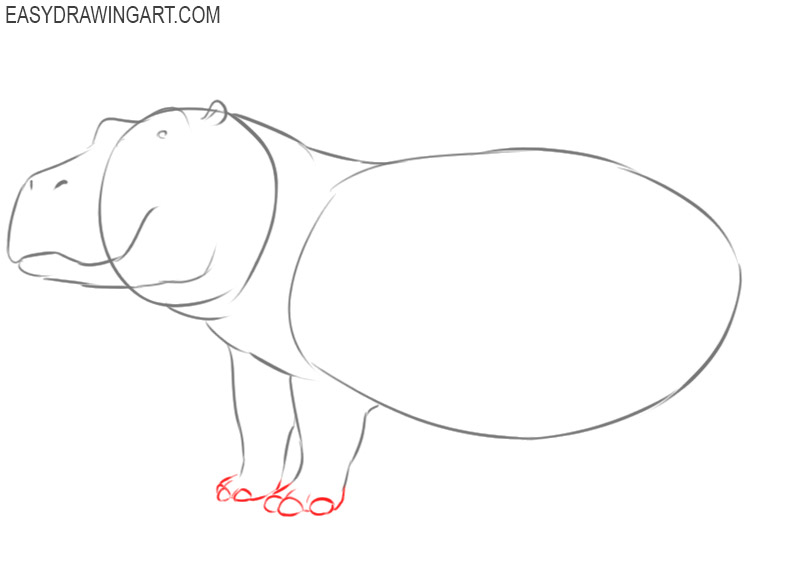 hippopotamus drawing step by step