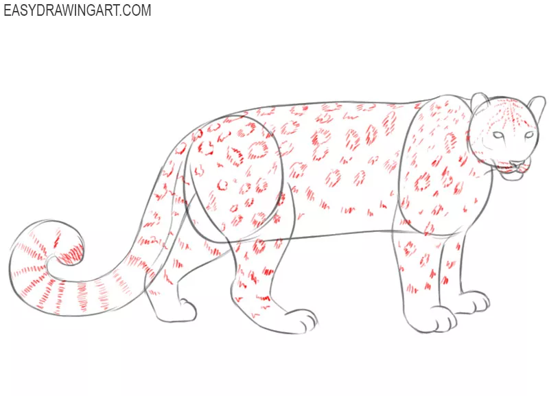 how 2 draw a snow leopard