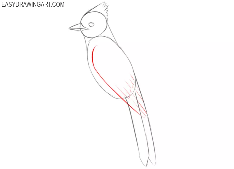 how do you draw a blue jay 