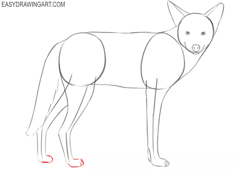 how do you draw a cartoon coyote 