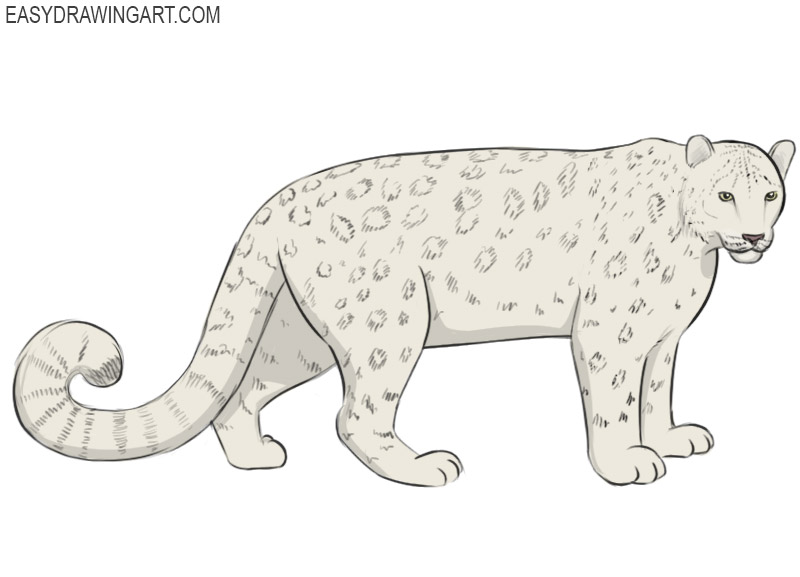 how to draw a Snow Leopard