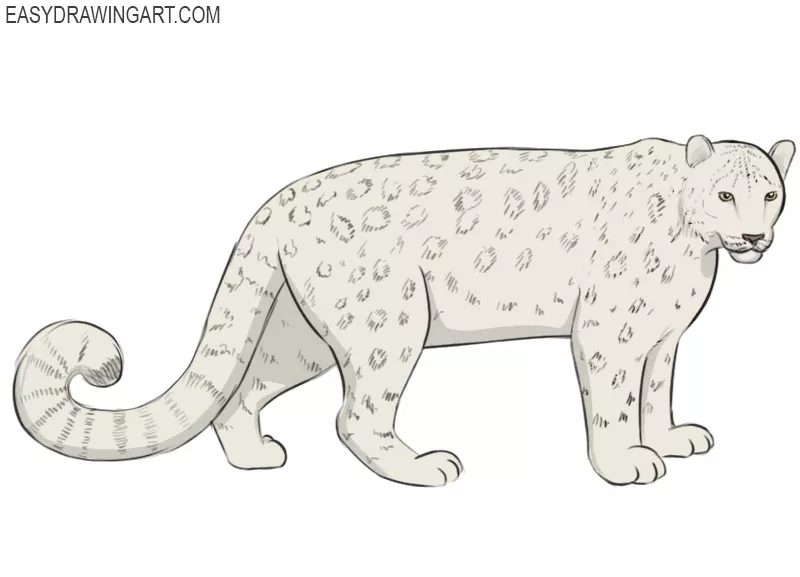 How to Draw a Snow Leopard Easy Drawing Art