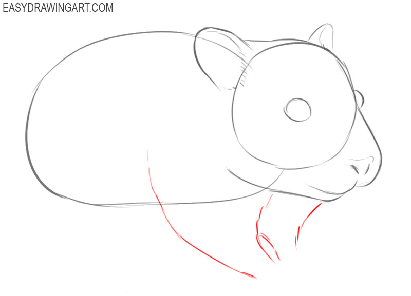 how to draw a basic hamster