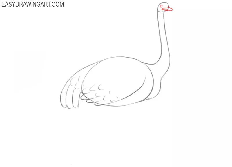how to draw a basic ostrich