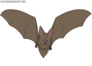 How to draw a bat