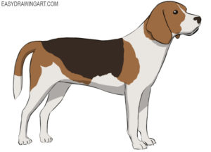 How to draw a beagle