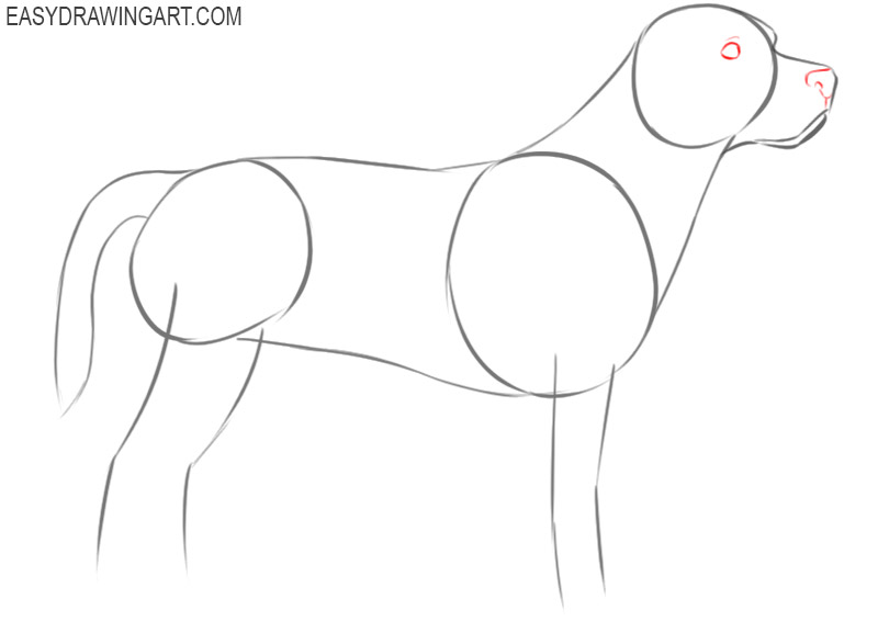 how to draw a cute beagle dog