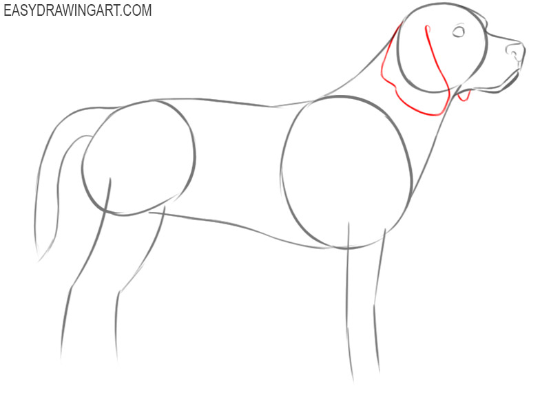 how to draw a cartoon beagle dog