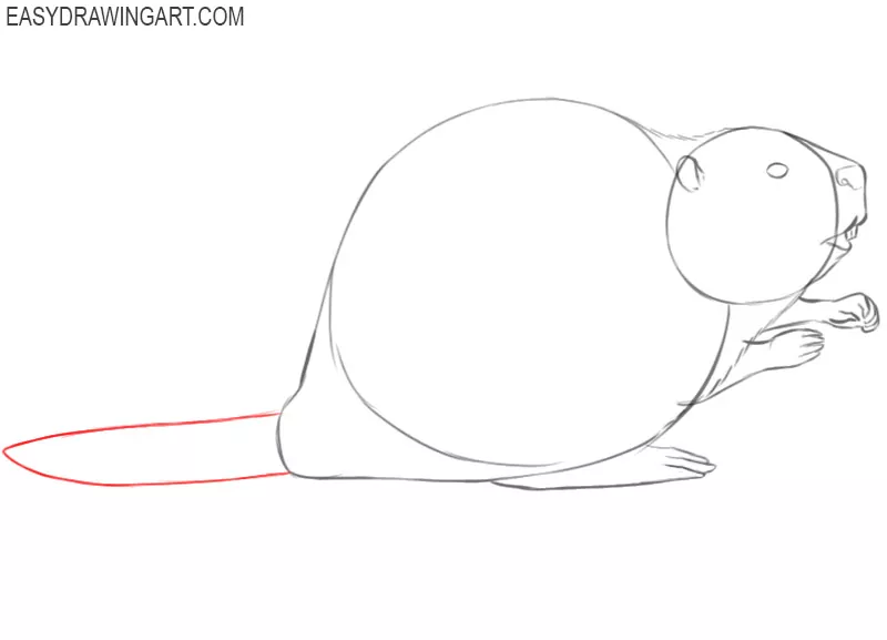 how to draw a beaver easy step by step