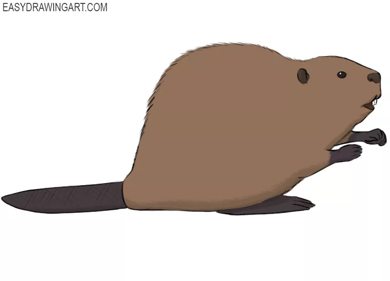 how to draw a beaver