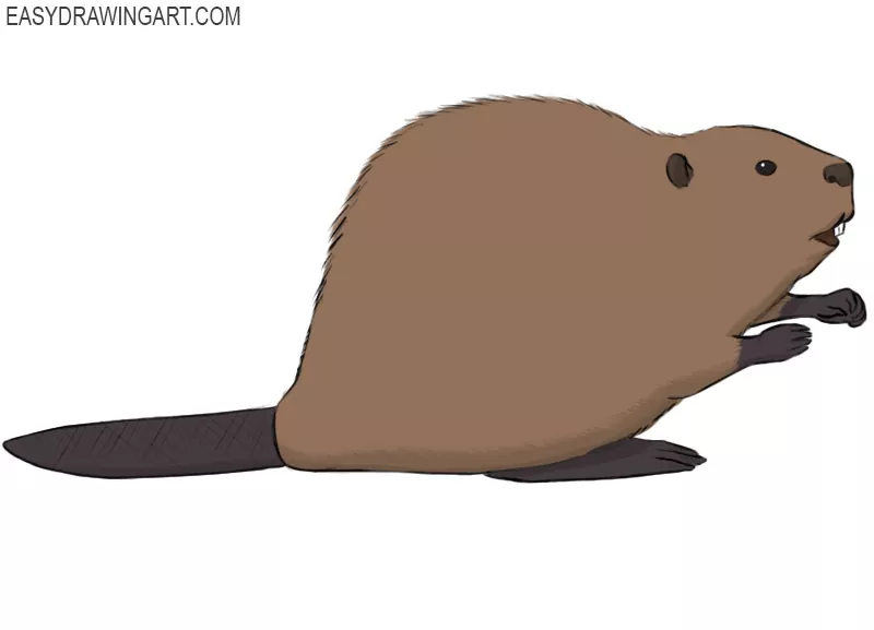 beaver drawing