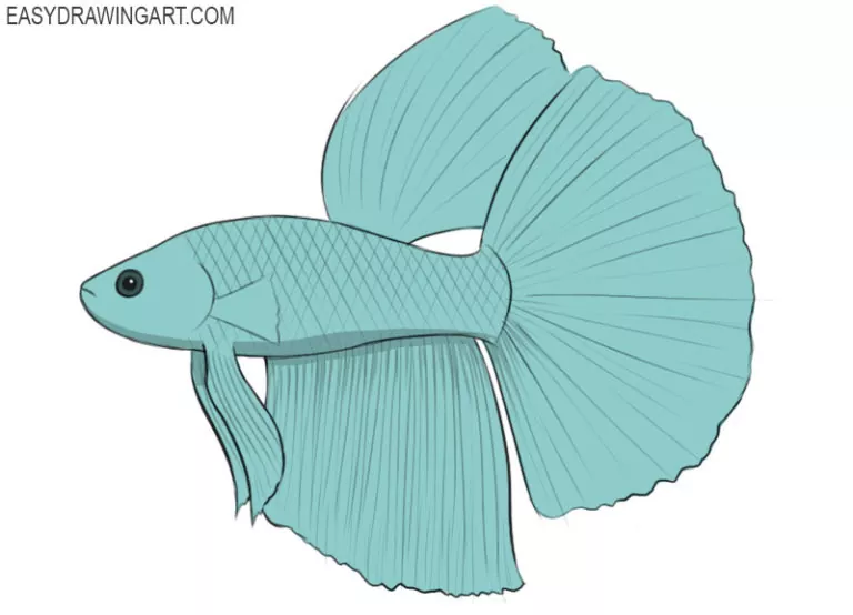 How to Draw a Betta Fish Easy Drawing Art