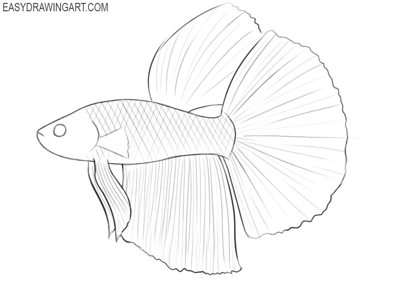 betta fish pencil drawings