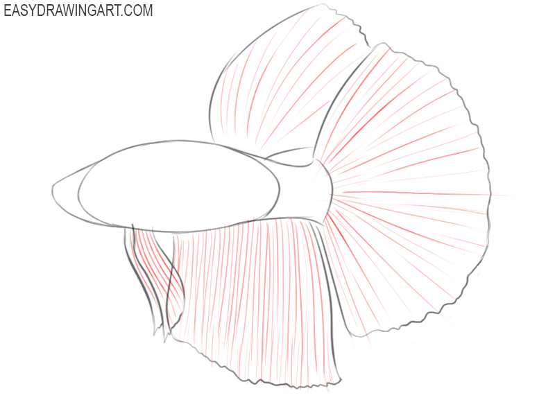 betta fish drawing easy 