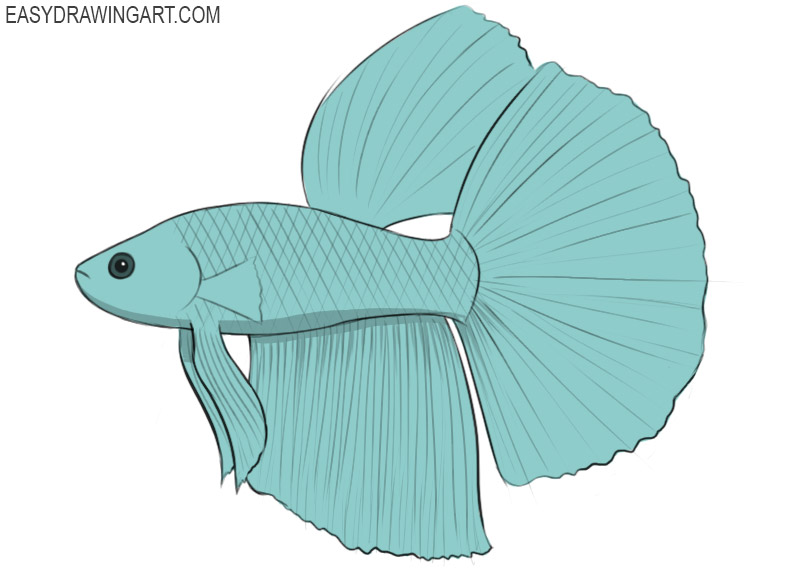 betta fish illustration