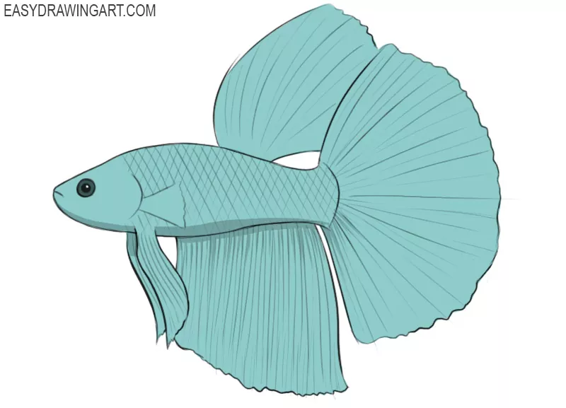 how to draw a betta fish