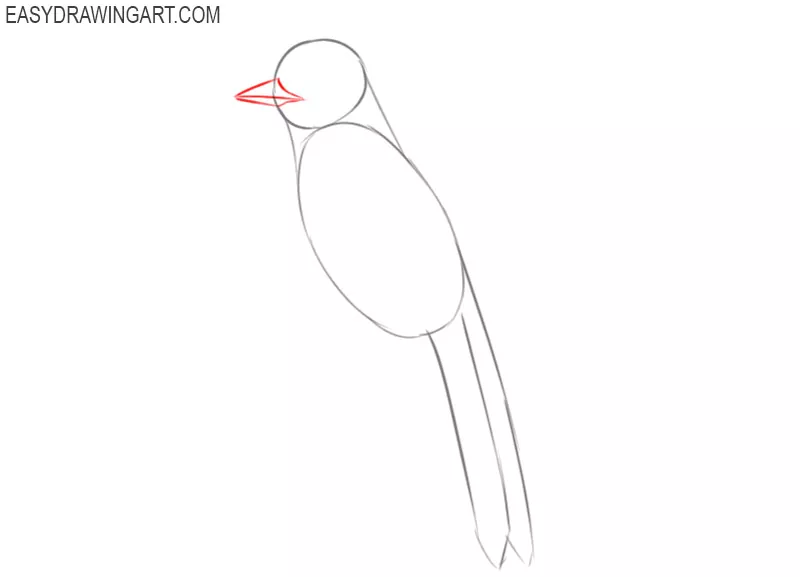 Blue jay drawing 02  How to draw Blue Jay outline drawing step by