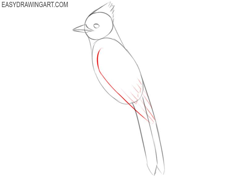 how do you draw a blue jay 
