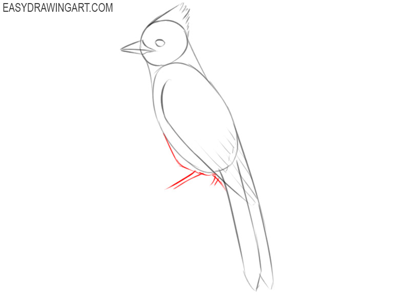 how to draw a simple blue jay