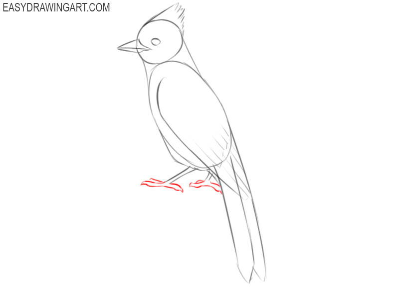 blue jay drawing