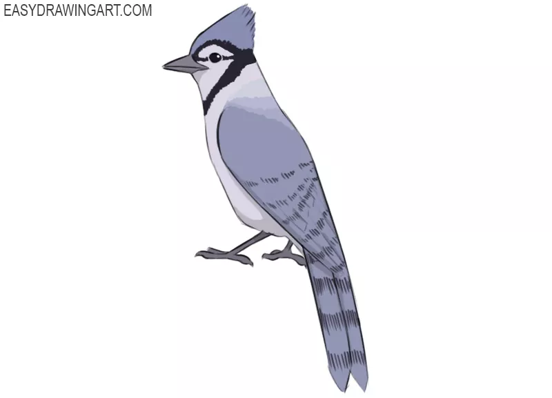 how to draw a blue jay