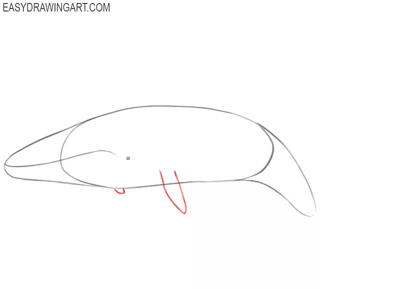 how to draw a blue whale body