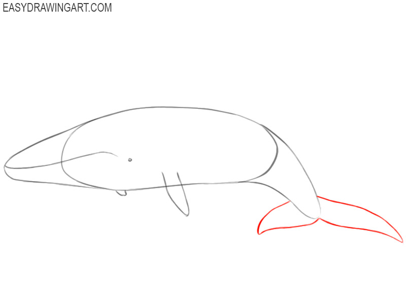 how to draw a simple blue whale
