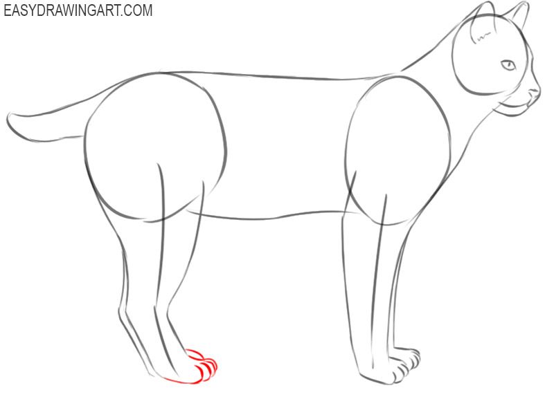 cute bobcat drawing