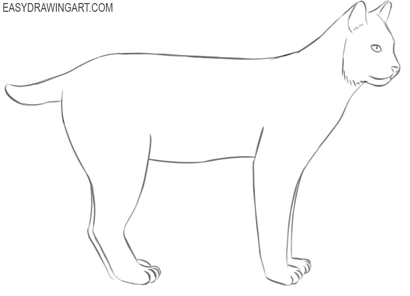 bobcat drawing easy