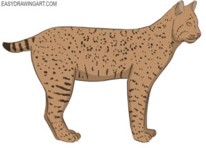 How to draw a bobcat