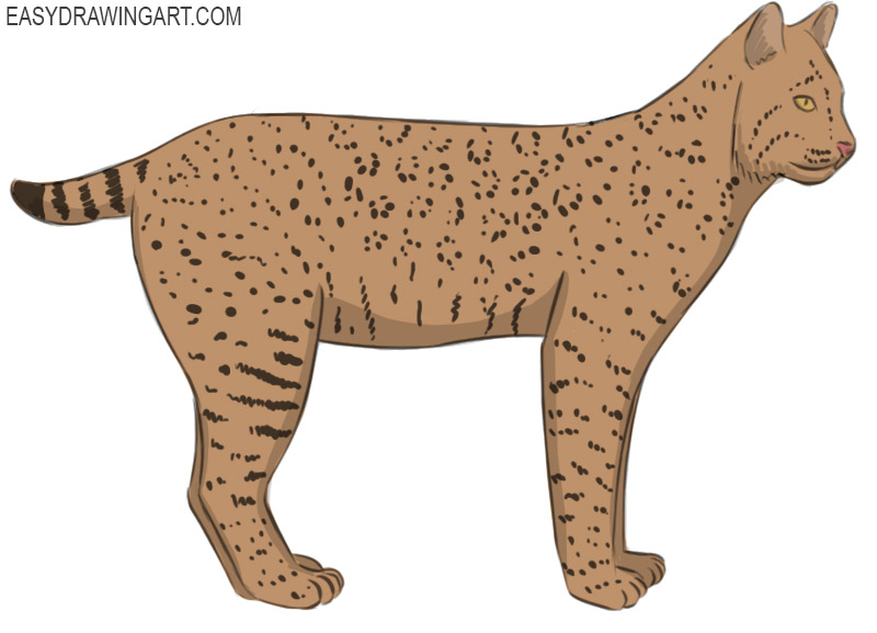 How to Draw a Bobcat