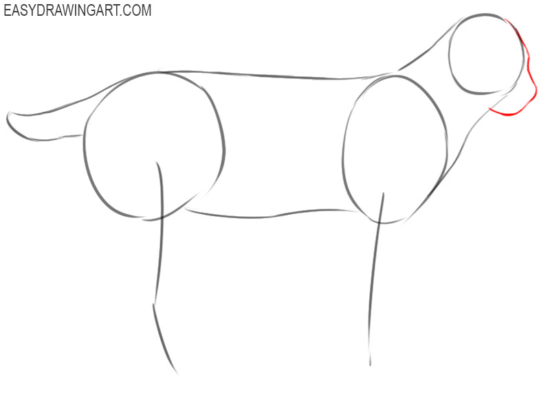 how to draw a bobcat step by step easy