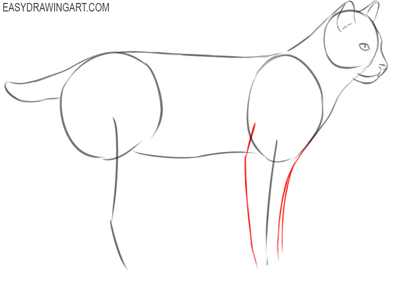 how to draw a bobcat in easy steps