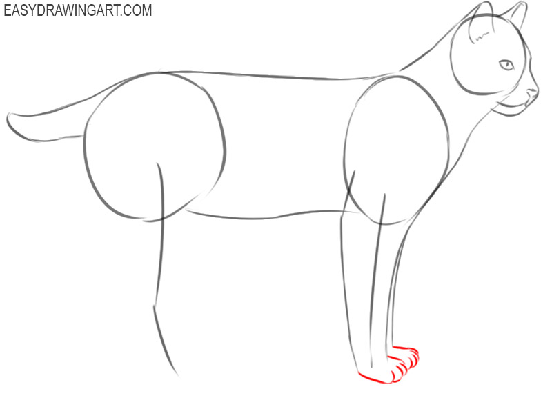 bobcat drawing step by step