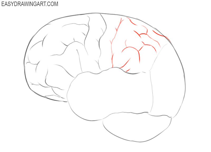 how to draw a brain cartoon