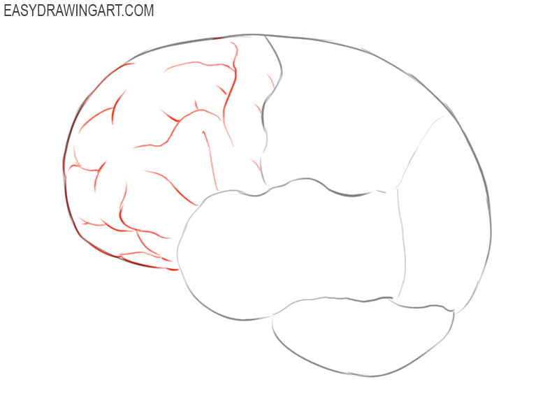 how to draw a brain from the side