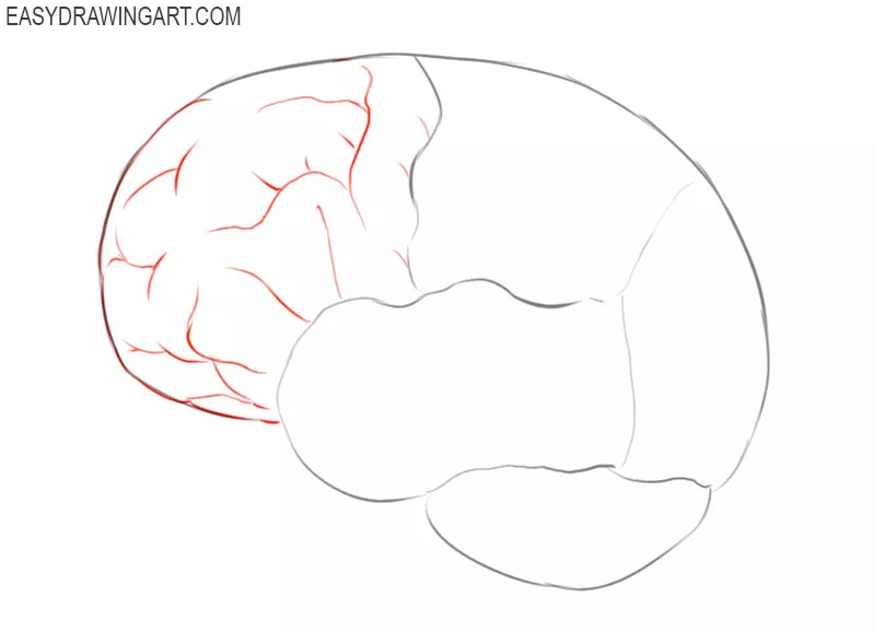 how to draw a brain from the side