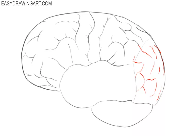 how to draw a brain step by step easy 