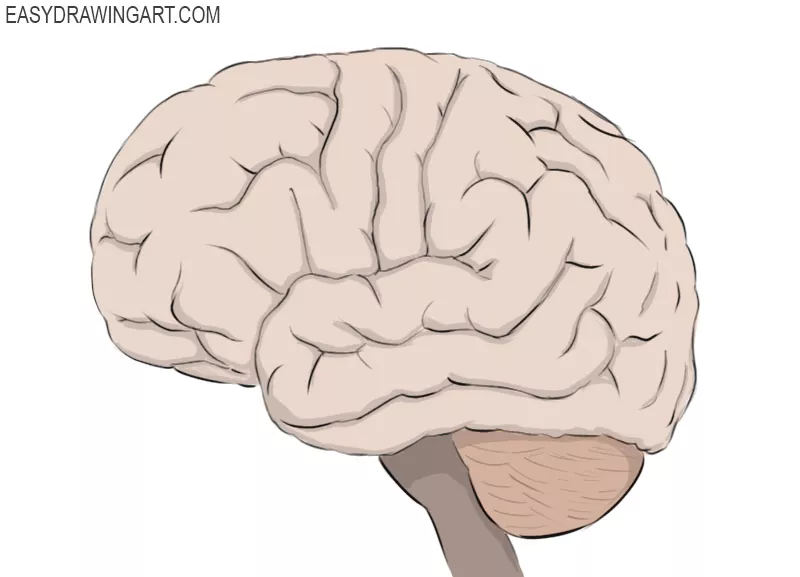 How to Draw a Brain - Easy Drawing Art