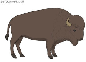 How to draw a buffalo