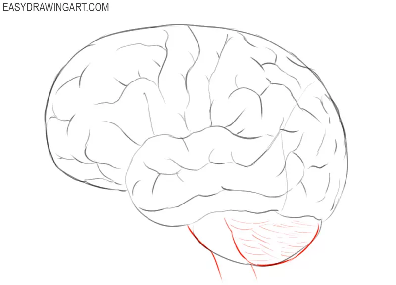 how to draw a cartoon brain easy