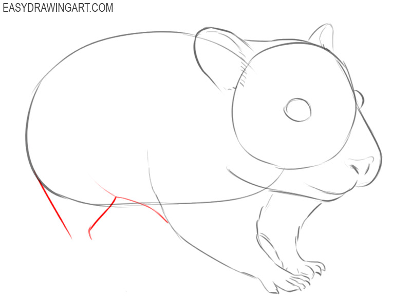 how to draw a cartoon hamster step by step