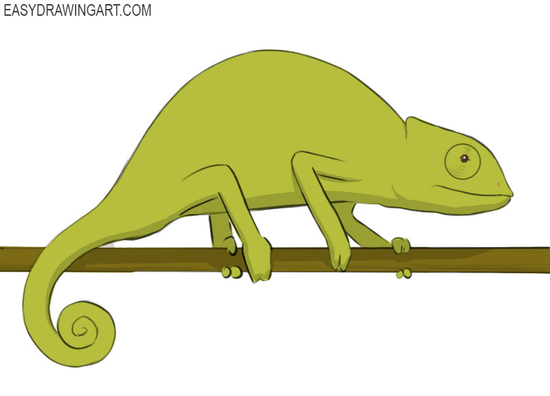 how to draw a chameleon