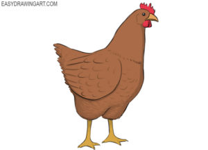 How to draw a chicken