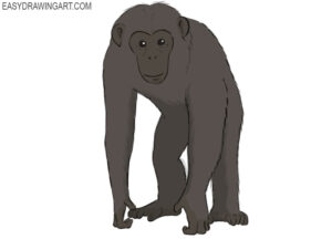 How to draw a chimpanzee