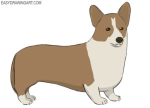 How to draw a corgi