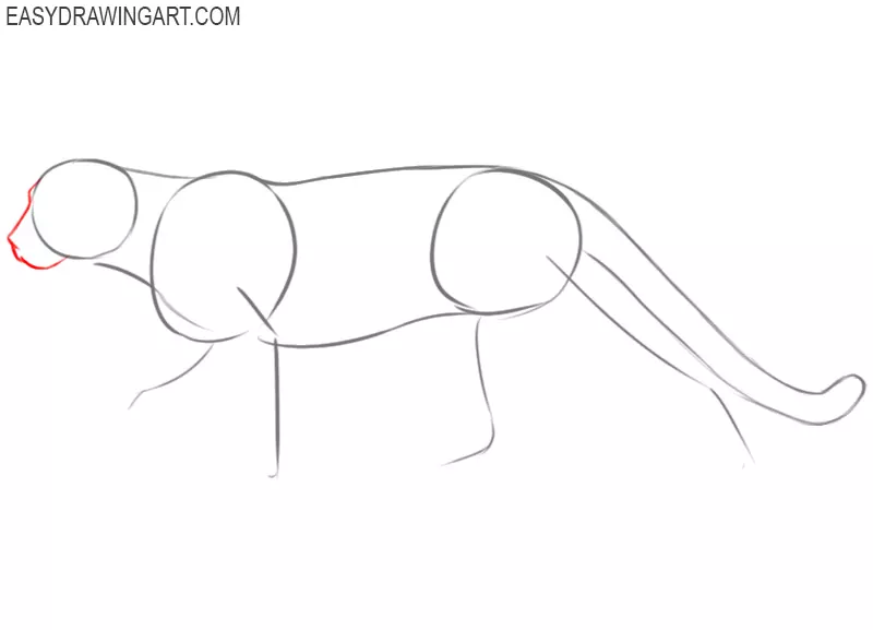 how to draw a cougar easy step by step
