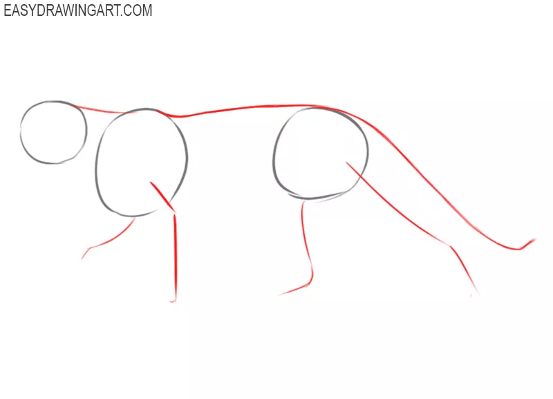how to draw a cougar easy