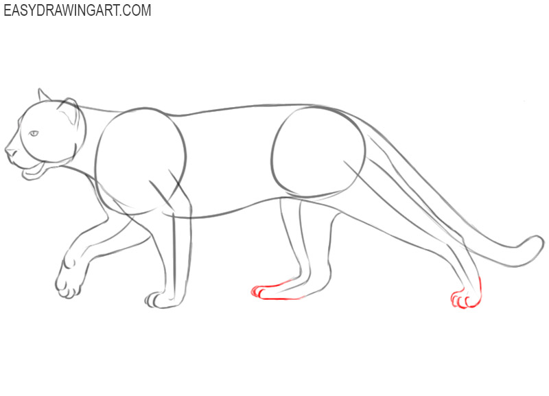 cougar drawing for beginners