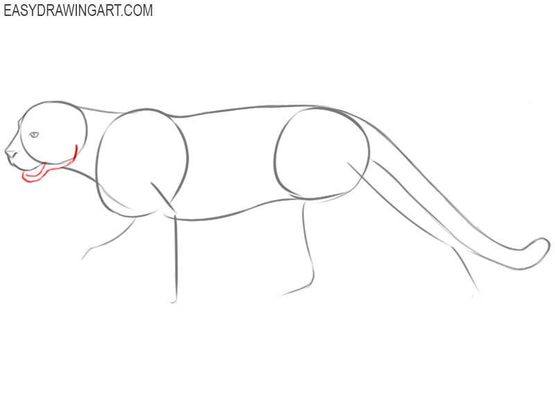 how to draw cougar tutorial